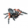 Örümcek Tarantula