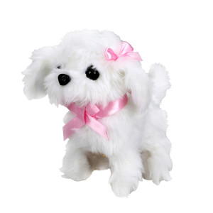 Sevimli Köpek Maltese 