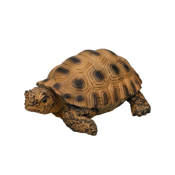 Yavru Kaplumbağa
