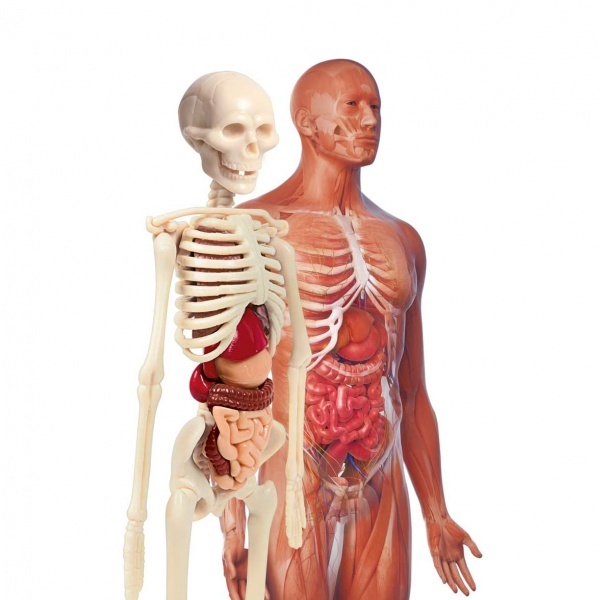 İlk Keşiflerim - İnsan Anatomisi