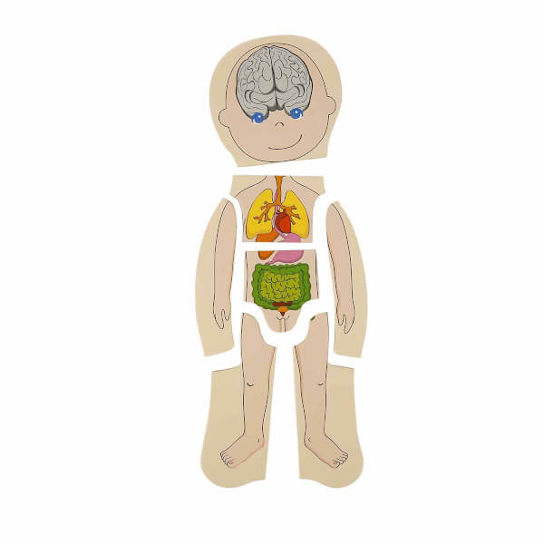 Woody Oyna Öğren Katmanlı İnsan Vücudu Ahşap Puzzle 4 x 7 Parça